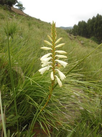 Watsonia watsonioides